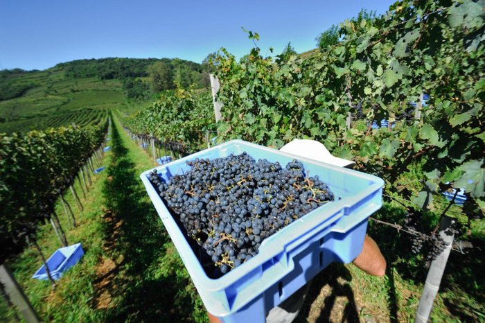 Gilmar Gomes / Divulgação Gilmar Gomes / Divulgação