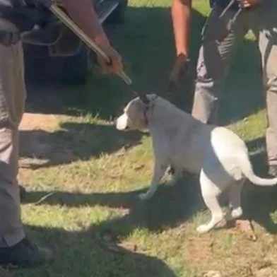 Polícia apreende pitbulls que atacaram entregador em Minas do Leão, na Região Metropolitana <!-- NICAID(16121831) -->
