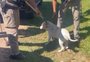 Polícia Civil indicia tutora de pitbulls que mataram entregador de lenha em Minas do Leão