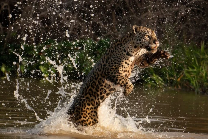 Ebano27 / Shutterstock | Portal EdiCase