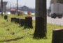 Cerca de 900 árvores estão sendo cortadas em trecho de rodovia entre Porto Alegre e Novo Hamburgo