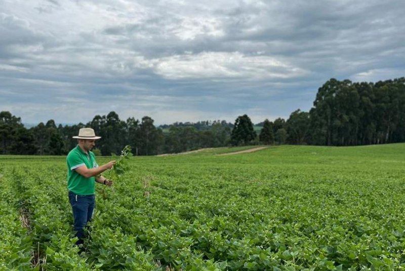Pedro Basso é produtor de feijão em Vacaria, município gaúcho que tem a maior área plantada do Rio Grande do Sul do feijão primeira safra, segundo a Emater - Foto: Pedro Basso/Arquivo Pessoal<!-- NICAID(15352851) -->