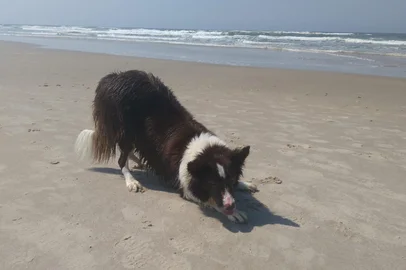 Cães comunitários, mundo pet <!-- NICAID(15974129) -->