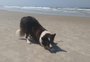 Entre carinhos e petiscos: como cuidar de cães comunitários na praia