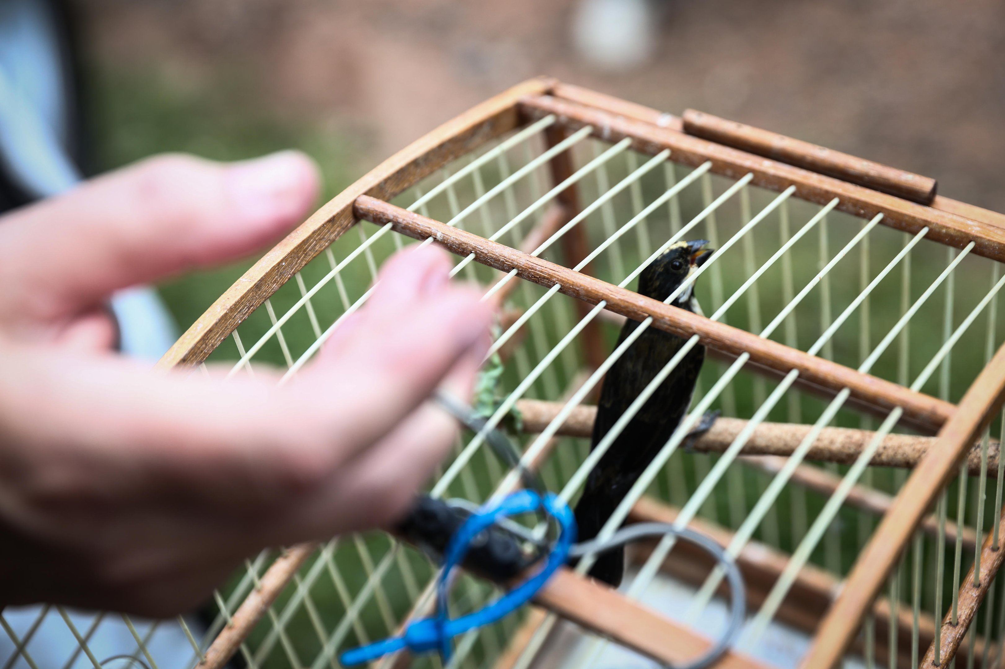 "Recebemos at&eacute; passarinhos com asas cortadas": como &eacute; a reabilita&ccedil;&atilde;o de aves apreendidas do tr&aacute;fico