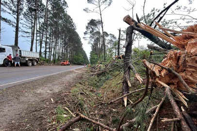 Queda de árvores deixa BR-285 parcialmente interditada em Panambi <!-- NICAID(15569820) -->
