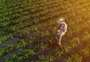 Empresa agrícola cria programa de boas práticas para o manejo do campo 