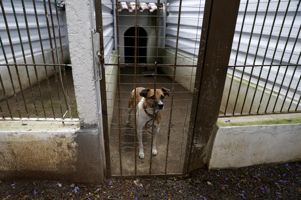 Camila Hermes / Agencia RBS image