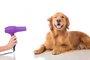 *A PEDIDO DE ADRIANA BARBOZA* A handsome golden retriever dog getting his fur dried with a blower at the groomer. - Foto: Mat Hayward/stock.adobe.comFonte: 76335522<!-- NICAID(15165770) -->