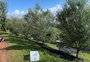 Parque dedicado ao turismo em meio a oliveiras tem primeira colheita de azeitonas