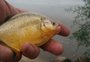 Próximas ao Guaíba, piranhas voltam a causar prejuízos a pescadores no RS