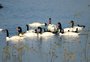 Espécie silvestre de cisnes contaminados pela gripe aviária no RS tem migração regular pelo Cone Sul