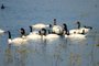 Cisne-de-pescoço-preto, Black-necked SwanFonte: 139091444<!-- NICAID(15443506) -->