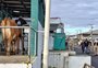 Cinco motivos para visitar a Expoleite e a Fenasul, que voltam para Esteio neste ano, após a enchente