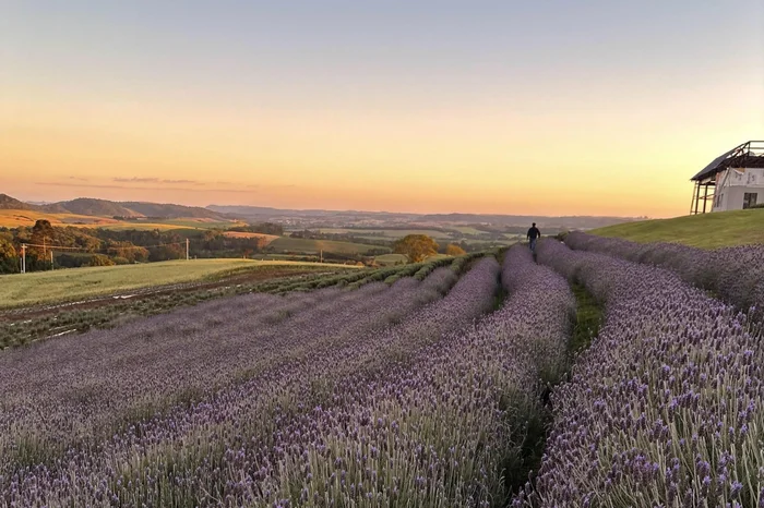 Caminhos de Lavanda / Divulgação