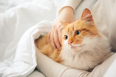 Adobe Stock - GatoWoman with cute cat in bedFonte: 359355893<!-- NICAID(16051606) -->