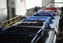 Vindima gera mais de 400 empregos temporários em seis cooperativas da Serra 