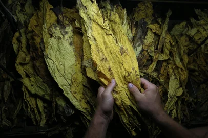 CANGUÇU - RS-BR 08.02.2019O município de Canguçu é o maior produtor de tabaco do Brasil.Patrique Strelow, fazendo a qualificação das folhas do tabaco.FOTÓGRAFO: TADEU VILANI - AGÊNCIARBS<!-- NICAID(13950140) -->