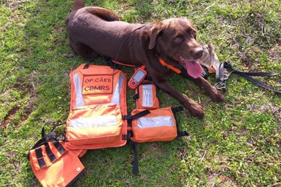 Guapo, cão do Corpo de Bombeiros que atuou na tragédia de Brumadinho e nas enchentes do RS, morre aos 11 anos<!-- NICAID(16089687) -->