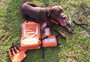 Guapo, cão do Corpo de Bombeiros que atuou na tragédia de Brumadinho e nas enchentes do RS, morre aos 11 anos; veja vídeo da homenagem