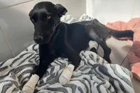 Homem é preso em Caseiros após cortar patas de cadela<!-- NICAID(16084562) -->