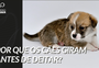 Por que os cães giram antes de deitar?
