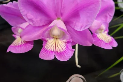 Exposição de orquídeas celebra primavera e reabertura do Mercado Público da Capital<!-- NICAID(15872617) -->