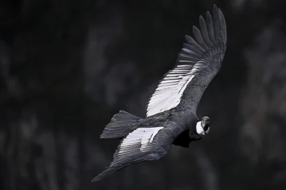 An Andean condor (Vultur gryphus) flies at the Purace National Natural Park in Purace, Colombia, on February 13, 2021. - The condor is a sacred bird for indigenous communities in Colombia. Ancestrally is considered the "Messenger of the sun" and the indigenous wise men assure that the condor sends them messages about different events of the indigenous communities. The Andean condor is one of the largest birds in the world and is in danger of extinction. National Natural Parks of Colombia together with several NGOs, carried out a national census of condors, with the help of dozens of observers distributed throughout the country to determine how many birds there are and take data on their conditions. (Photo by Luis ROBAYO / AFP)Editoria: ENVLocal: PuracéIndexador: LUIS ROBAYOSecao: natureFonte: AFPFotógrafo: STF<!-- NICAID(14717208) -->