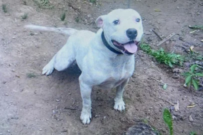 Mulher morre após ser atacada pelo cão da família, um pittbull, em Veranópolis. Vilma Girotto Carbonera chegou a ser socorrida e a receber atendimento médico, mas não resistiu. <!-- NICAID(15375642) -->