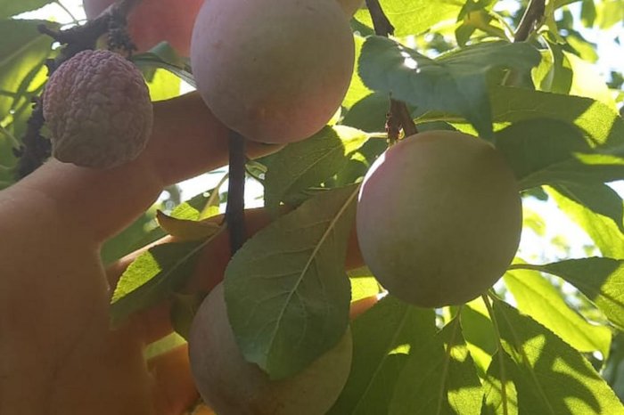 Norberto Boff / Divulgação