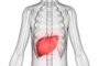 Human Body Organs Anatomy (Liver with nervous system)Fonte: 184143028<!-- NICAID(15091714) -->