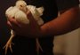 Gripe aviária: o que sabe sobre o foco da doença em granja comercial no RS