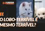 Polêmica: o lobo-terrível é mesmo terrível?