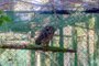 Coruja-listrada é acolhida por zoológico de Canoas após ser resgatada<!-- NICAID(15613664) -->
