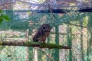 Coruja-listrada é acolhida por zoológico de Canoas após ser resgatada<!-- NICAID(15613664) -->