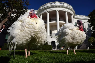 WASHINGTON, DC - 25 DE NOVEMBRO: Os perus nacionais do Dia de Ação de Graças, Blossom e Peach, esperam antes de serem perdoados pelo presidente dos EUA, Joe Biden, durante uma cerimônia no gramado sul da Casa Branca em 25 de novembro de 2024 em Washington, DC. Blossom e Peach foram criados em Northfield, Minnesota, e continuam uma tradição da Casa Branca que remonta à istração Truman em 1947. Andrew Harnik/Getty Images/AFP (Foto de Andrew Harnik / GETTY IMAGES NORTH AMERICA/getty Images via AFP)<!-- NICAID(15921652) -->