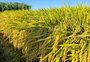 Medidas de apoio à comercialização do arroz podem sair na abertura da colheita