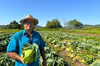 Gabriela Hautrive / Irrigat/ Divulgação Produtor rural de Venâncio Aires colhe repolho de quase 4 quilos<!-- NICAID(16218624) -->