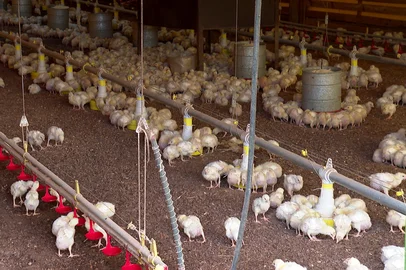 Produtores de aves em áreas não afetadas pela gripe aviária reforçam ações sanitárias para evitar a entrada de zoonose<!-- NICAID(16046716) -->
