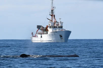 Rodrigo Genoves / Divulgação Navio da Furg, Atlântico Sul, em pesquisa marítima. À frente, é uma baleira cachalote<!-- NICAID(16166128) -->