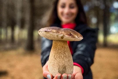 Caça a cogumelos em Cambará do Sul<!-- NICAID(16052636) -->