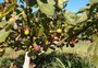 Tempo seco favorece safra do figo na Serra, que deve colher 1,4 mil toneladas da fruta em 2025