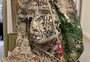 Polícia sa recupera escultura de Jim Morrison roubada há 37 anos