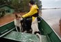 Voluntários de unem para resgatar animais ilhados em Porto Alegre e na Região Metropolitana