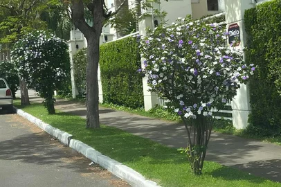 Frederico Rutkoski / Prefeitura de Porto Alegre/Reprodução A primavera começa na próxima segunda-feira (22) e, com a nova estação, Porto Alegre começa a ganhar novas cores nas ruas. Entre as espécies que florescem nesse período, uma em especial chama a atenção pelo detalhe curioso: suas flores mudam de cor ao longo dos dias.<!-- NICAID(16128304) -->