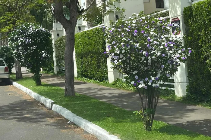 Frederico Rutkoski / Prefeitura de Porto Alegre/Reprodução