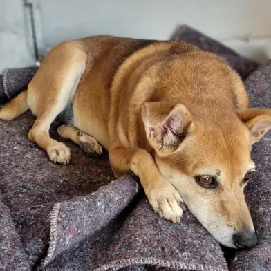 Vira-lata Tchuva, que já vive há 12 anos na área interna do Pio Buck, que fica ao lado da Cadeia Pública, o Presídio Central.<!-- NICAID(15686749) -->