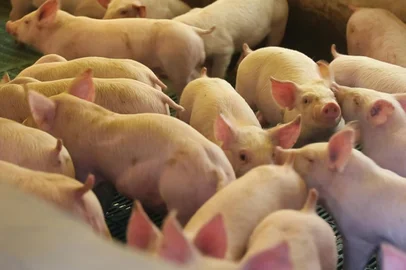 Teutônia (RS): suínos, languiru, suíno, porco<!-- NICAID(14168749) -->