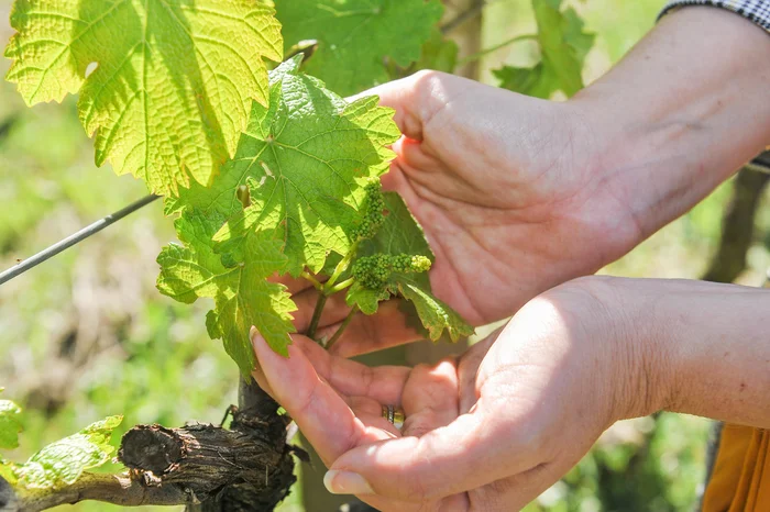 Neimar De Cesero / Agencia RBS