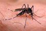 Em 10 dias, número de casos de dengue tem alta de 934% em Porto Alegre